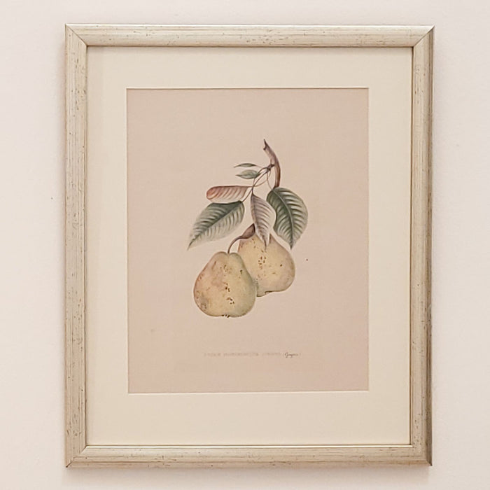 19th Century Hand Colored French Engraving of Pears