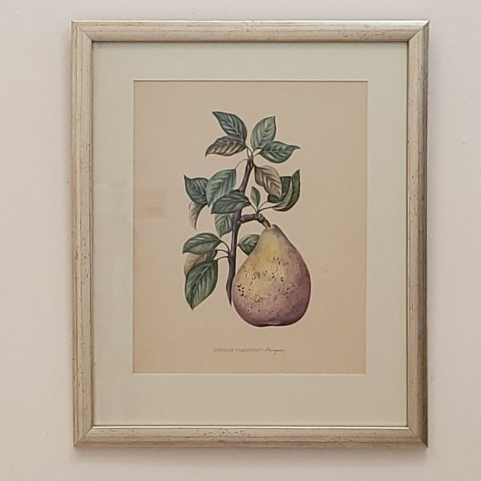 19th Century Hand Colored French Engraving of Pear