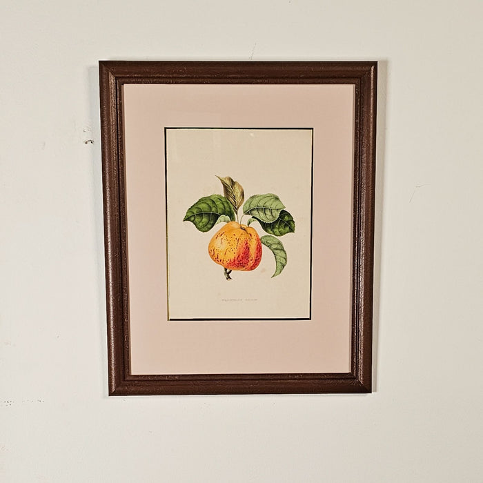 Print from Botanical Study of Fruits and Nuts by Duhamel du Monceau, early 19th century