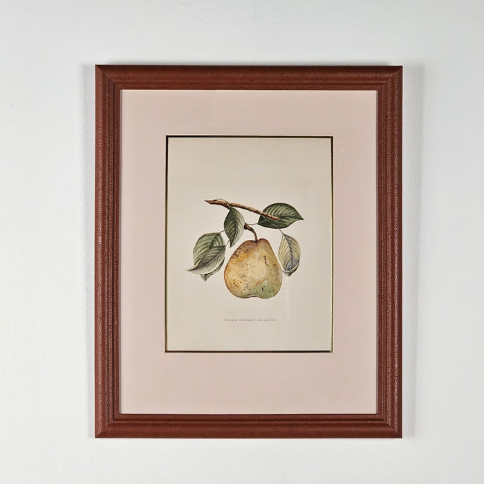 Print from Botanical Study of Fruits and Nuts by Duhamel du Monceau, early 19th century