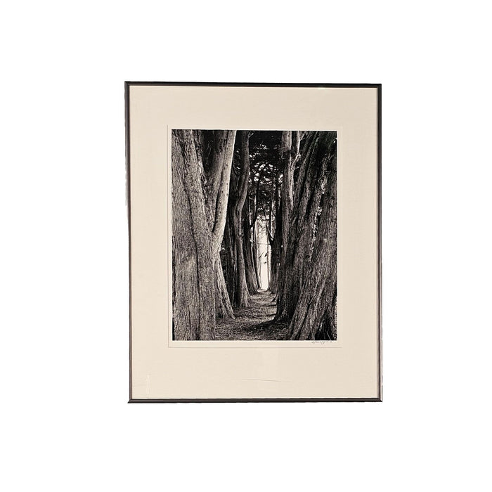 Michael Wayman, "Aisle of Trees — Sea Road", dated 1999
