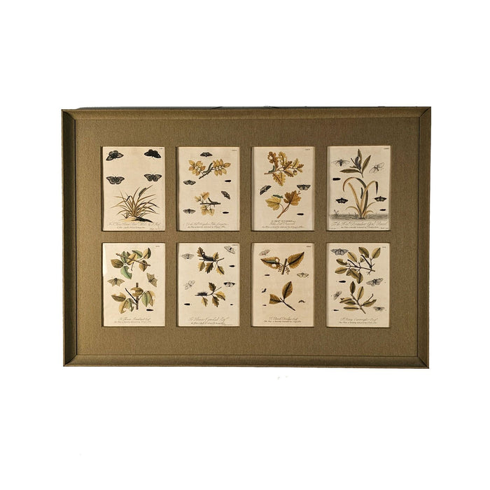 Hand-Colored Engravings of Butterflies and Caterpillars, early 18th century