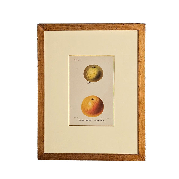 French Fruit Engraving, 19th century