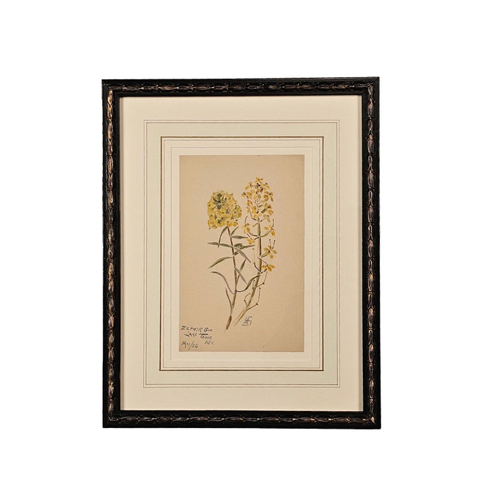 Watercolor Botanical, U.S.A., dated 1928