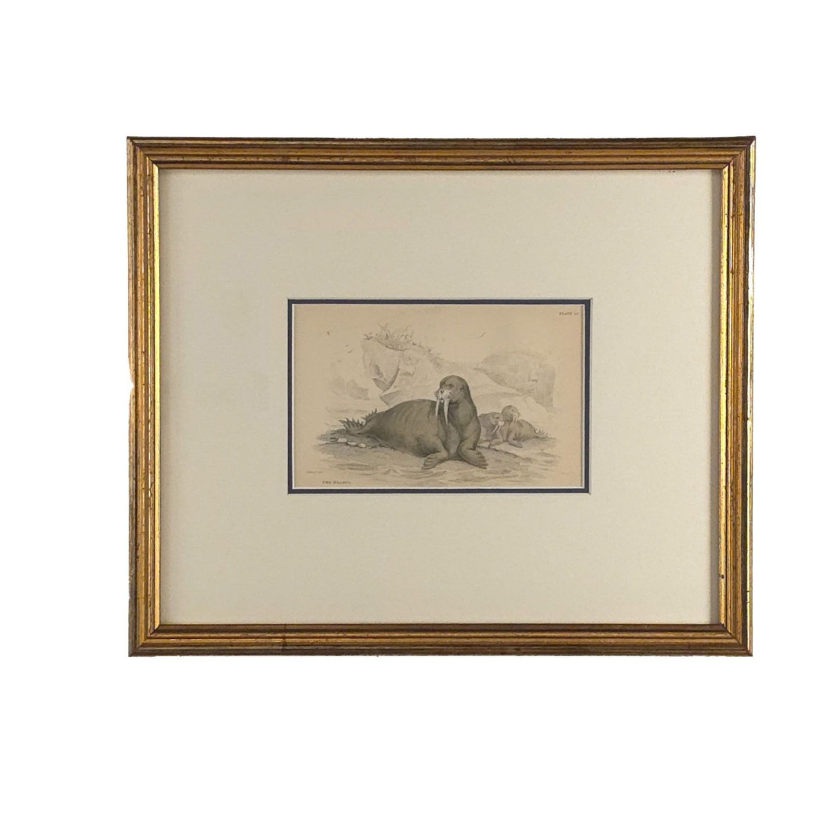 Walrus Two Star ウォーラス Engraving of a Walrus, 19th century — Antique & Art Exchange