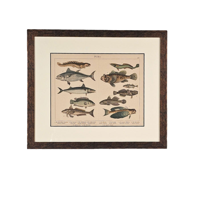 Fish Engraving, Germany circa 1880