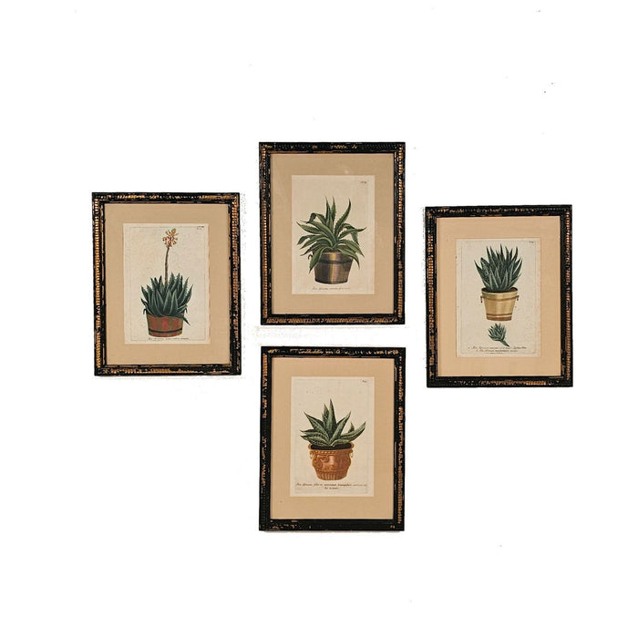 Set of Four Botanicals, 19th century or earlier