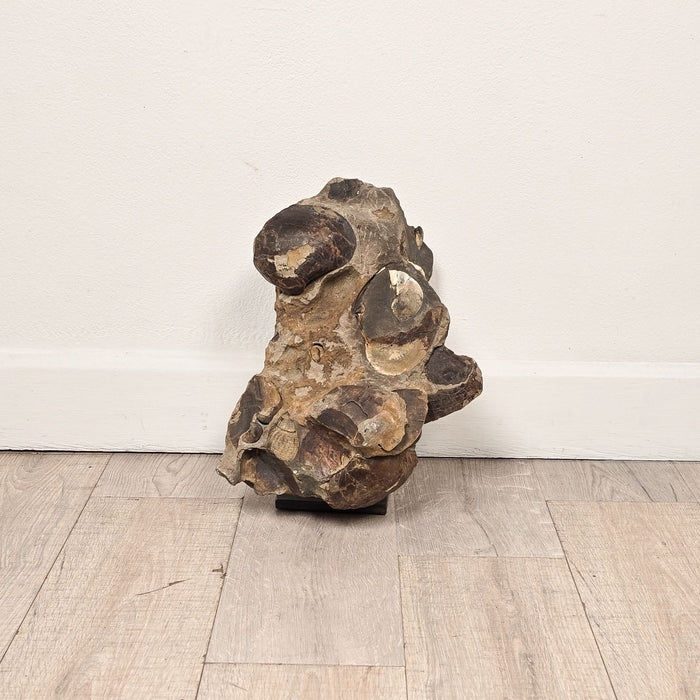 Large Ancient Concretion of Fossilized Shells & Sediment, Likely Cambrian Period