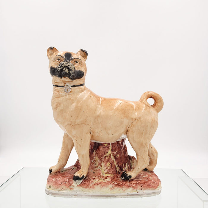 Rare Larger Staffordshire Pug, England circa 1850