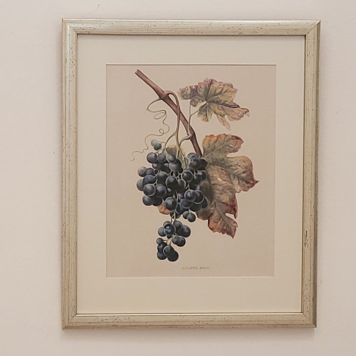 19th Century Hand Colored French Engraving of Grapes