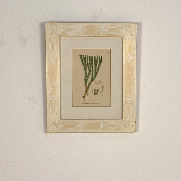 Beautifully Framed 19th Century Botanical