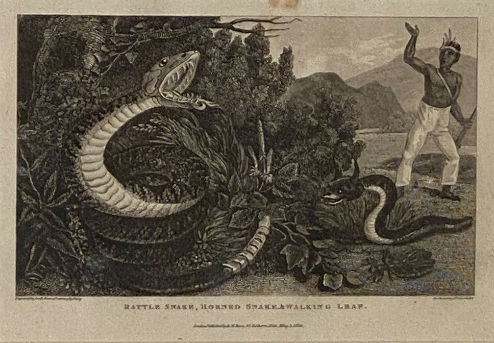 "Rattle Snake Horned Snake Walking Leaf" Engraving, England Circa 1820